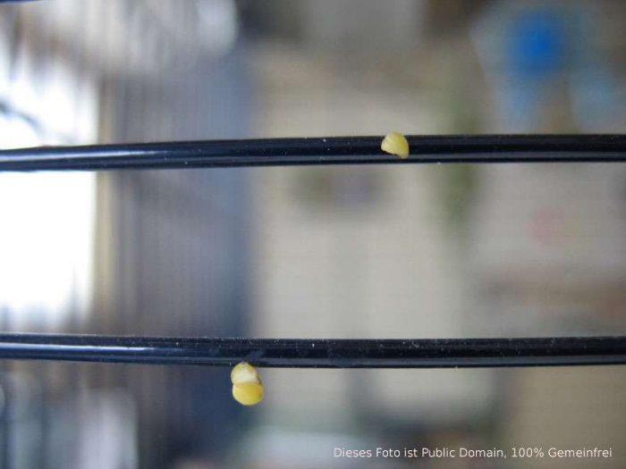 Vomiting (crop infection) Birds Online