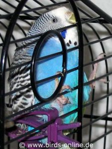 This budgie suffers from respiratory problems and stretches its neck by hooking its beak into the grille.
