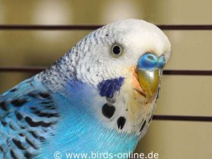 Even though this budgie is infected with Macrorhabdus ornithogaster, he shows no symptoms and seems to be healthy.