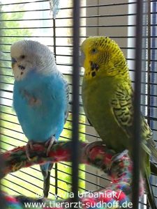 The blue budgie had to undergo surgery because of salivary stones inside his crop. Unfortunately, he died a few days later.