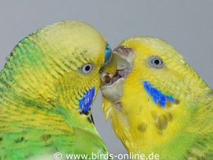 Often, adult budgies regurgitate small amounts of food and then feed it to their partner as a part of the species-typical behavior.