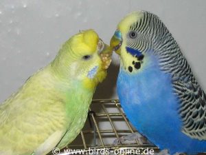 Meint es ein Vogel bei der Partnerfütterung zu gut, kann schon mal etwas daneben gehen; die Schleim- und Futterklumpen können mit Erbrochenem verwechselt werden.