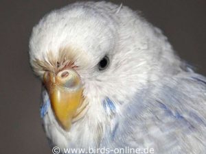 If a bird has a cold and is sneezing frequently, you may notice damp and encrusted feathers above the nose.