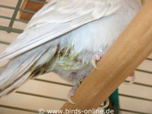 In case a bird excretes a lot of urine, it often sticks to the feathers around the cloaca and stains them yellowish to greenish-yellow.