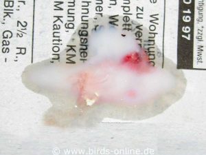 The urine is mixed with blood - the budgie who excreted this liquid dropping died shortly after from acute kidney failure.