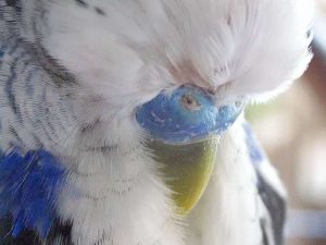 Blocked nostril in a budgie as a result of infection.