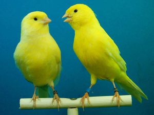 Vor allem Kanarienvögel sowie einige Finkenvogelarten gehören zu den Tieren, bei denen recht häufig Luftsackmilben auftreten. © juanmagarran/Pixabay