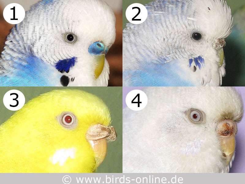 Verschiedene Wellensittich-Augenfarben: Auge 1 = schwarze Pupille mit weißem Irisring (erwachsener Vogel), Auge 2 = schwarze Pupille und schwarzer Irisring (erwachsener Vogel), Auge 3 = rote Pupille und weißer Irisring (Lutino), Auge 4 = pflaumenfarbene Pupille und weißer Irisring (Plumeye-Falbe).