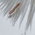 Bird lice (mallophaga)