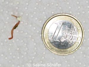 Der Größenvergleich mit einem 1-Euro-Stück zeigt, wie lang ausgewachsene Spulwürmer sind.