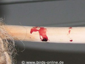 Findet ein Vogelhalter Blut an den Sitzstangen oder an anderer Stelle in Käfig beziehungsweise Voliere, sollte die Wunde gesucht und genau überwacht werden.