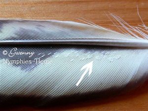 Keratin deposits on a feather.