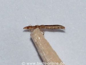Adult bird louse on the tip of a wooden toothpick.