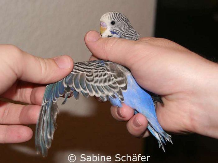 Flys ausgebreitete Schwinge offenbart einen deutlich sichtbaren Gefiederdefekt