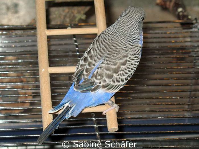 Flys große Federn begannen zu wachsen