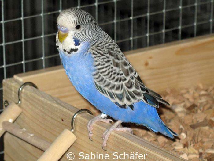 Flys Jugendmauser setzte ein