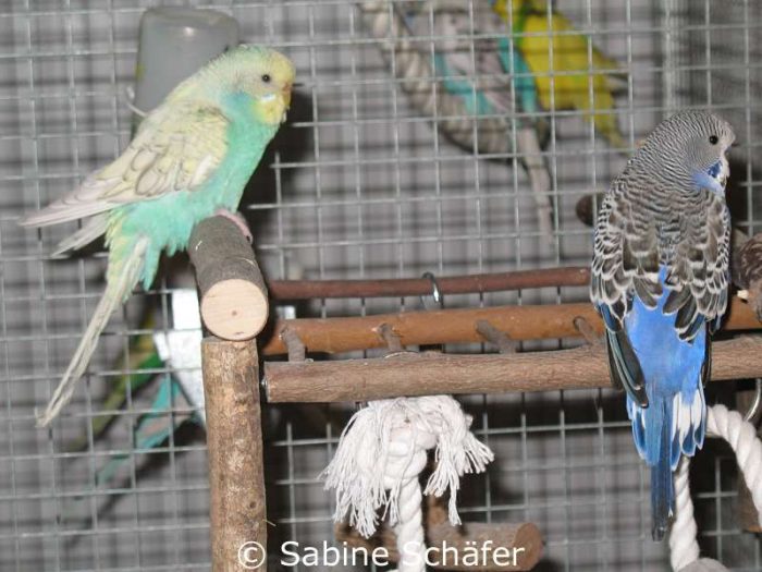 Fly (rechts) während der Jugendmauser