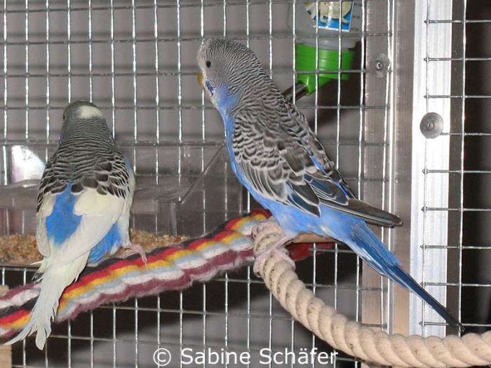 Flys Gefieder weist noch immer Lücken auf