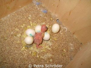Legt ein Vogelweibchen viele Eier, kann es dadurch unter Umständen zu einer Eileiterentzündung kommen.