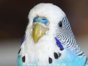 On the cere (nose) as well as on the beak of this budgie, typical crusts can be seen which are associated with scaly mites.