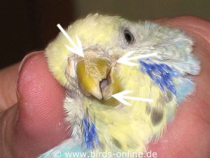 A mild case of scaly face mite infestation is evident in this budgie and can be recognized by the sponge-like pattern on the beak and the crusty plaques in its corners.