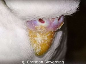 Whitish crusts that are characteristic of scaly mites can be seen on this bird's upper beak and cere.