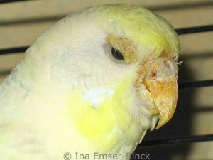 This budgie's beak, cere, and eyelids are affected by scaly face mites.