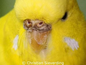 This budgie's upper beak shows symptoms of an infestation of Knemidocoptes pilae.