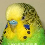 Budgie with mild scaly face mite infestation, indicated by fine grooves on the upper beak.