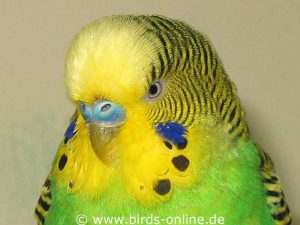 Budgie with mild scaly face mite infestation, indicated by fine grooves on the upper beak.