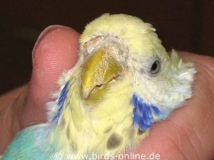 Budgie with scaly face mite infestation, the upper beak shows first damages.