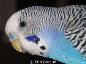 Budgie with scaly face mite infestation affecting cere (nose) and beak.
