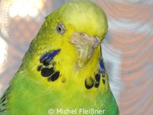 Budgie with burrowing mite infestation affecting nose, beak and eyelids.