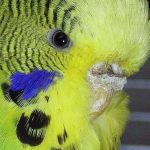 Budgie with typical plaques caused by scaly face mites covering beak and cere (nose).