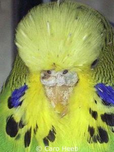 Budgie with typical plaques caused by scaly face mites covering beak and cere (nose).