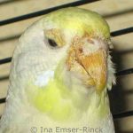 A severe case of scaly face mite infestation has resulted in plaques covering the cere (nose), beak, and eyelids of this budgie; the corners of the beak are affected, too.