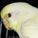 The Knemidocoptes mite infestation is so severe in this budgie that even the skin between the nose and eyes is affected.