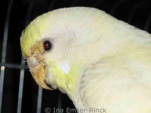 The Knemidocoptes mite infestation is so severe in this budgie that even the skin between the nose and eyes is affected.