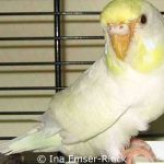Female budgie suffering from scaly face mite infestation.