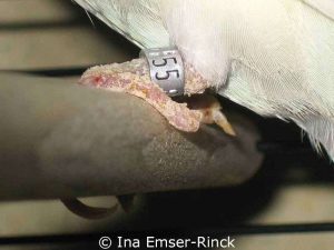 Due to an infestation of Knemidocoptes mites, this budgie has lost one claw.