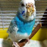 A highly progressed case of Knemidocoptes mite infestation caused serious damages to the beak and cere (nose); the feet are affected as well.