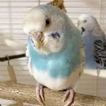 The same budgie after finishing the treatment.