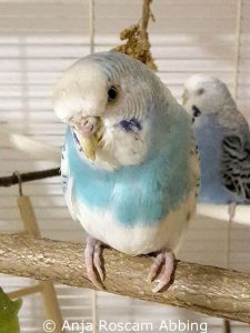 The same budgie after finishing the treatment.