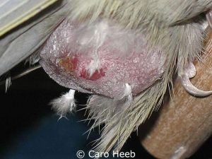 Aufgrund der Hernie hat dieser Nymphensittich nicht nur eine massive Bauchschwellung, sondern auch etliche Federn verloren.