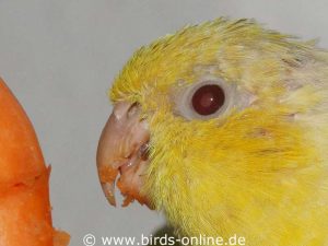 Bei Vögeln mit roten Augen (Albinos, Lutinos etc.) wird das Auge durch den Grauen Star nicht grau, sondern rosagrau.