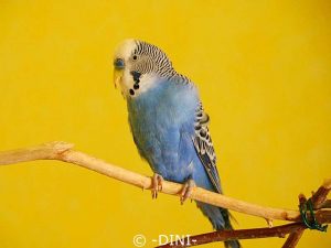 Budgie Ricky suffers from a liver disorder, which is evident from his malformed upper beak.