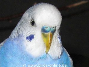 Haemorrhages are visible on the upper beak of this budgie suffering from a liver disorder.