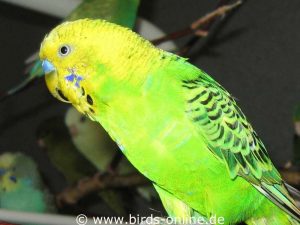 The extremely long upper beak of this budgie is caused by liver disease.