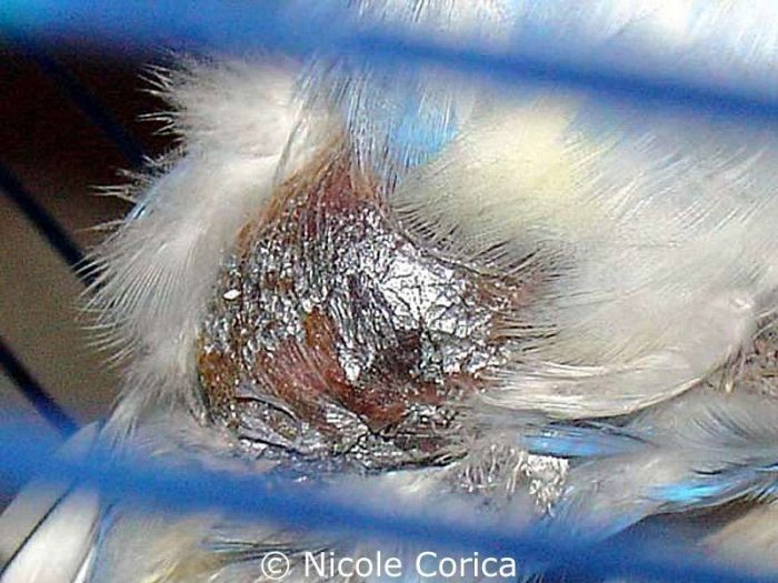 Die Wunde an Lucius' Bauch kurz nach der Operation, bei der der entzündete Legedarm entfernt wurde.