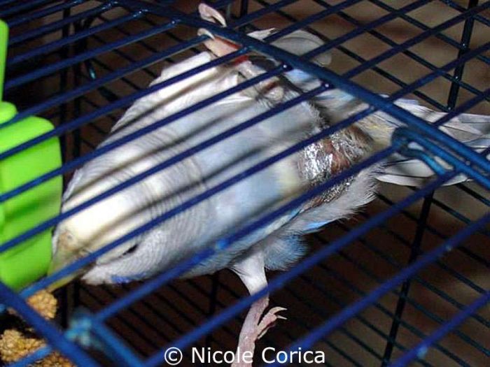 Wellensittich Lucius einen Tag nach der Operation